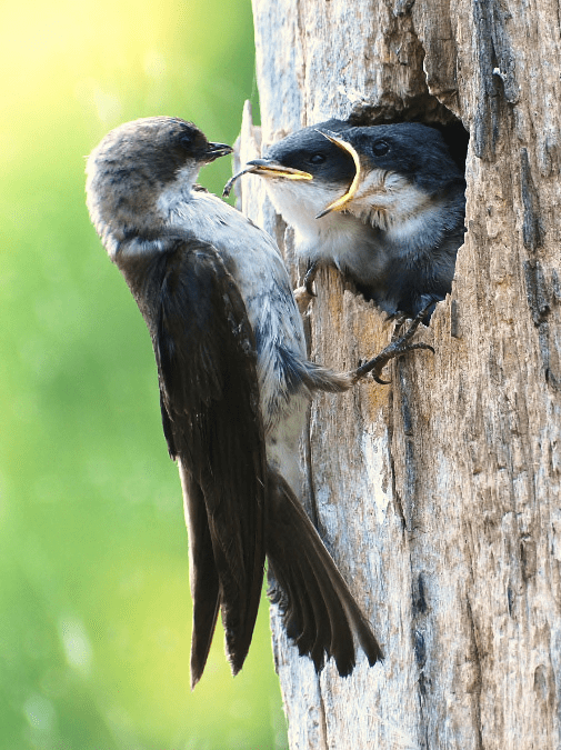 Birdnesting: Samenwerken voor het welzijn van de kinderen