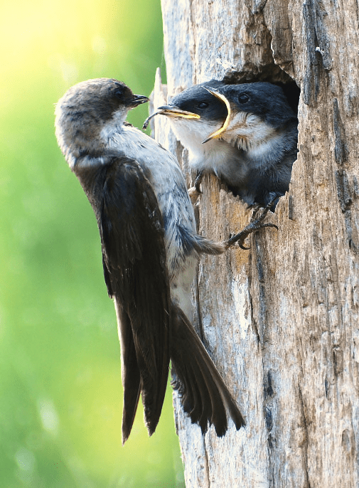 bird nesting